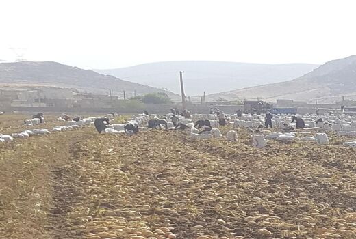 برداشت سیب زمینی کشت پائیزه از اوایل خرداد ماه  در شهرستان خرم آباد آغاز شد 