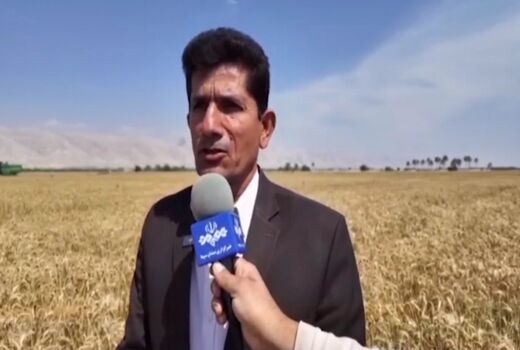 آغاز برداشت گندم در شهرستان دیر 