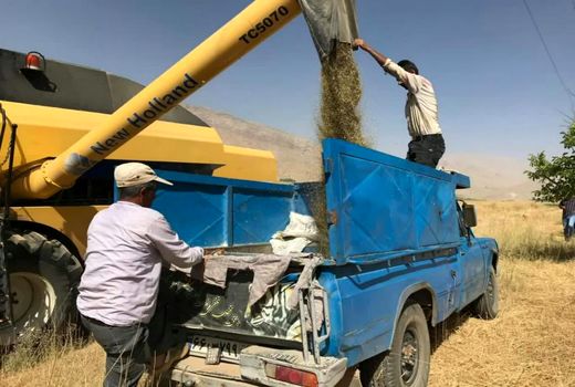 ۸۰ تن کلزای برداشت شده از مزارع شهرستان کیار تحویل سیلو شد