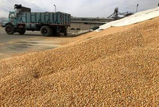 توزیع مجدد جو یارانه‌ای در جهاد کشاورزی اسفراین