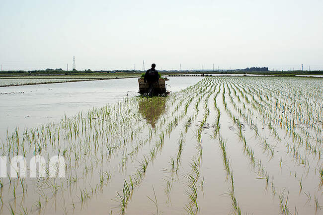 کشت برنج