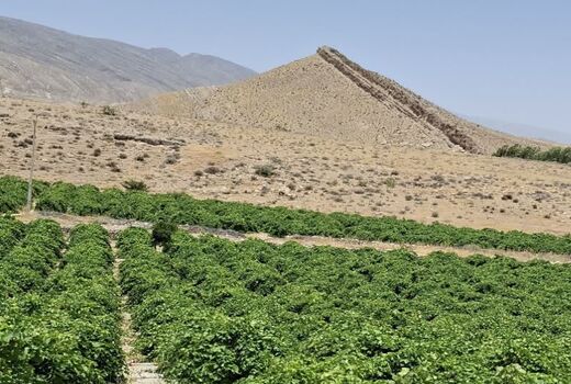 پیش‌بینی تولید ۲۶ هزار تن انگور در بخش سیمکان جهرم