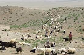 دامدار کارت در اختیار دامداران قیروکارزینی قرار گرفت 