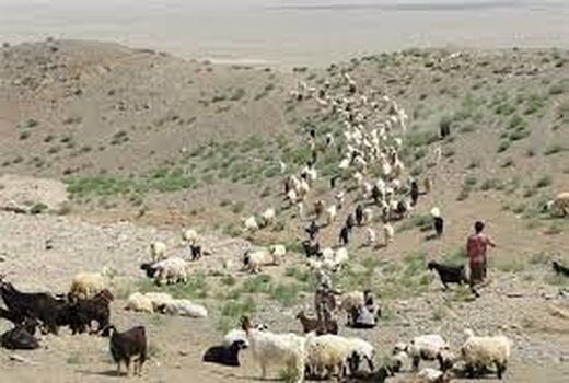دامدار کارت در اختیار دامداران قیروکارزینی قرار گرفت 
