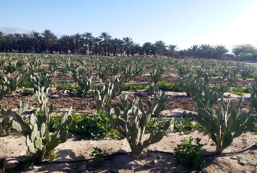 کشت کاکتوس آپونتیا در مُهر توسعه می یابد