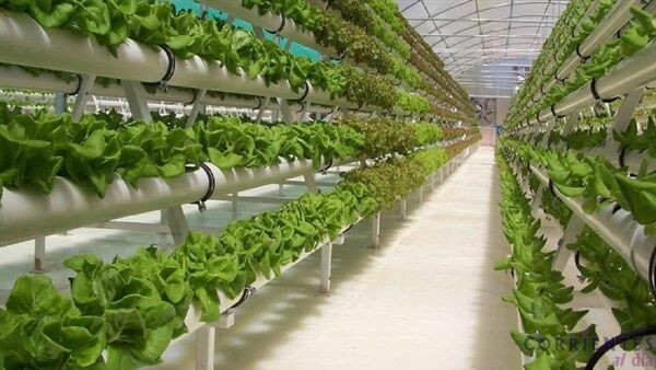 آب ناشی از بارندگی برای کشت گلخانه‌ای استفاده شود 