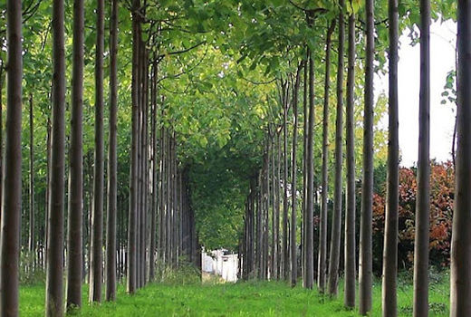 همکاری نیروهای مسلح و سازمان اوقاف برای اجرای طرح زراعت چوب در کشور 