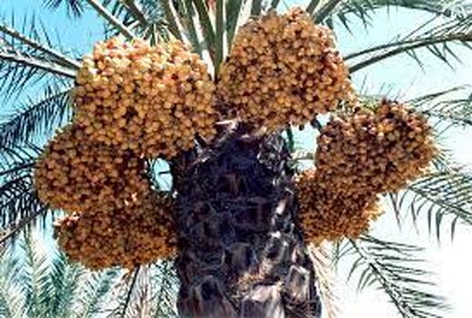 صادرات محصول نخل‌داران خرمشهری