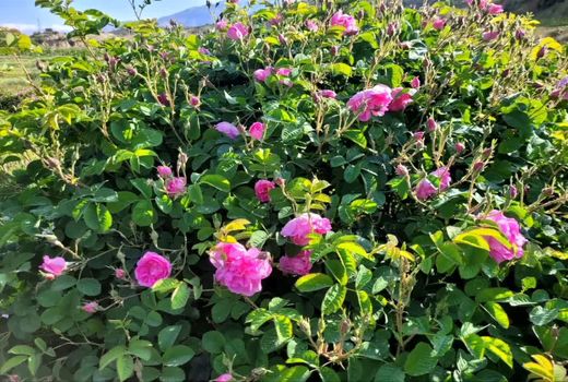 آغاز برداشت گل محمدی از گلستان‌های جهرم