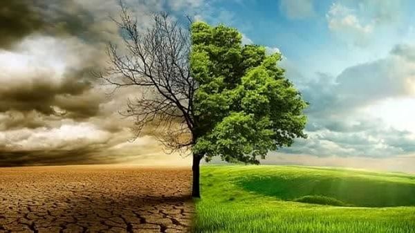 نقش کلیدی جنگلها در تعدیل اثرات تغییرات اقلیمی