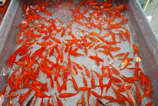 ماهی قرمز هفت‌سین را در طبیعت رها نکنید