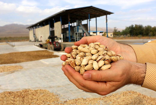 چشم تاجران پسته به دست کمک وزارت خارجه