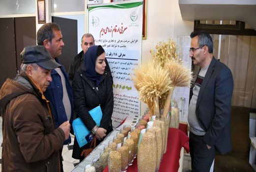  معرفی ۱۹ رقم جدید محصولات زراعی دیم در سه سال اخیر