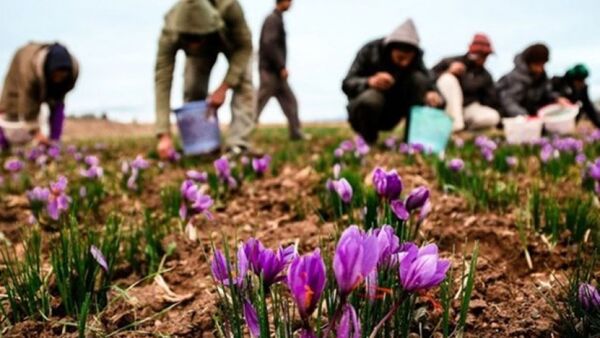 آغاز برداشت زعفران در شهرستان راور