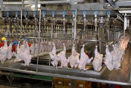 راه‌اندازی کشتارگاه مرغ، یکی از اقدامات دولت سیزدهم در شهرستان حمیدیه