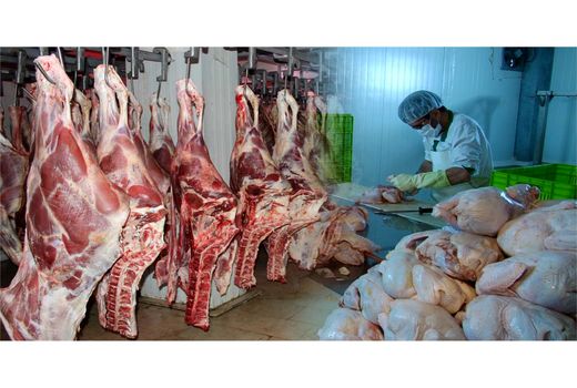 تولید 5700 تن گوشت سفید و قرمز در تنکابن 