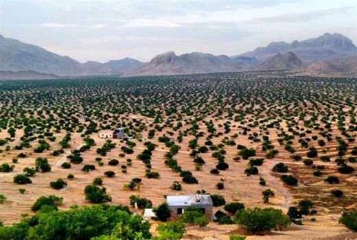 گامی در راستای افزایش رشد تولید