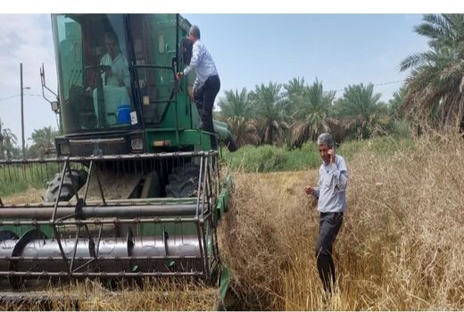 پیش بینی برداشت 50 هزار تن گندم، کلزا و جو در کارون