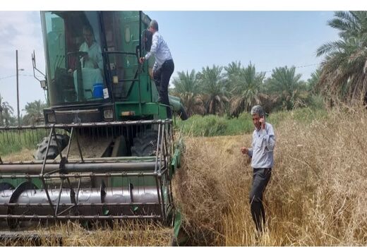 پیش بینی برداشت 50 هزار تن گندم، کلزا و جو در کارون