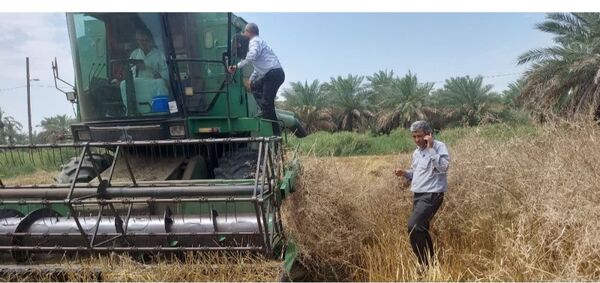 پیش بینی برداشت 50 هزار تن گندم، کلزا و جو در کارون