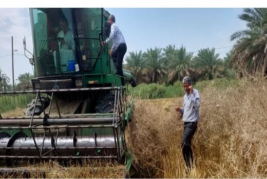 پیش بینی برداشت 50 هزار تن گندم، کلزا و جو در کارون