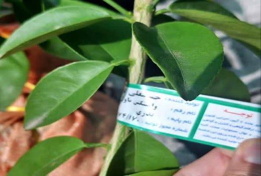 توزیع ۱۰۰ هزار نهال گواهی شده برای افزایش بهره‌وری باغات در کهگیلویه و بویراحمد