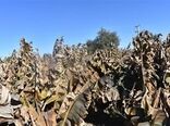 خسارت هزار میلیارد تومانی سرمازدگی به موزستان‌های سیستان و بلوچستان