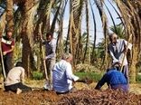 برداشت محصول روناس در بافق آغاز شد