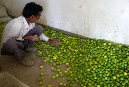 لیموترش باغ های مهر به بازار آمد 