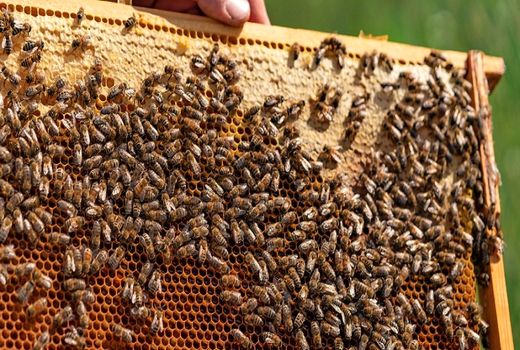 ممنوعیت جابجایی کلنی‌های زنبور عسل در طول آمارگیری زنبورستان‌ها 