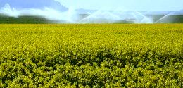 اختصاص 2000 هکتار از اراضی کشاورزی استان به کشت چغندرقند بهاره