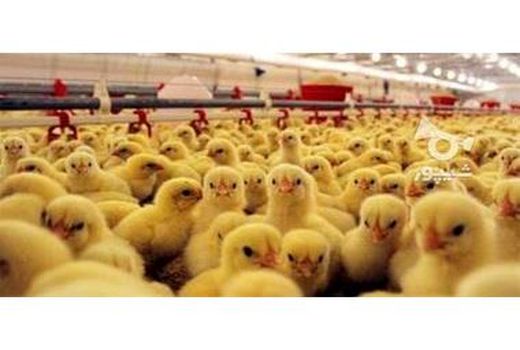 جوجه ریزی 10 میلیون قطعه ای در نکا/ فعالیت 203 واحد مرغداری