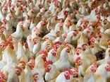 تولید بیش از ۷۰ تن مرغ گوشتی در چهارمحال و بختیاری طی روزهای گذشته