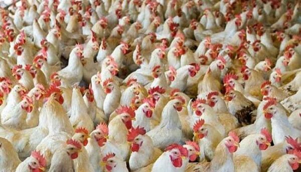 تولید بیش از ۷۰ تن مرغ گوشتی در چهارمحال و بختیاری طی روزهای گذشته