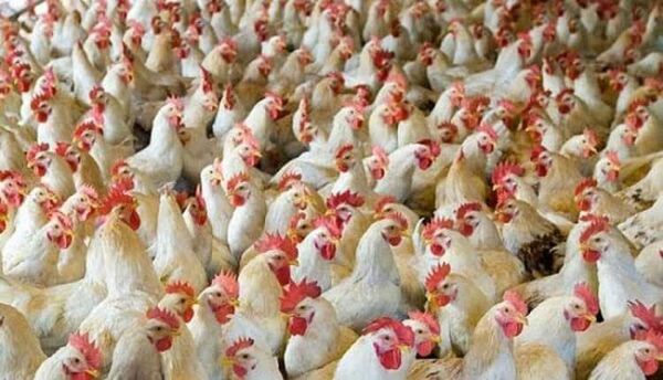 تولید بیش از ۷۰ تن مرغ گوشتی در چهارمحال و بختیاری طی روزهای گذشته