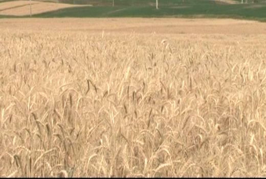 آغاز برداشت گندم از مزارع بوئین میاندشت