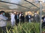 معاون امورباغبانی وزارت جهادکشاورزی وارد سیستان و بلوچستان شد