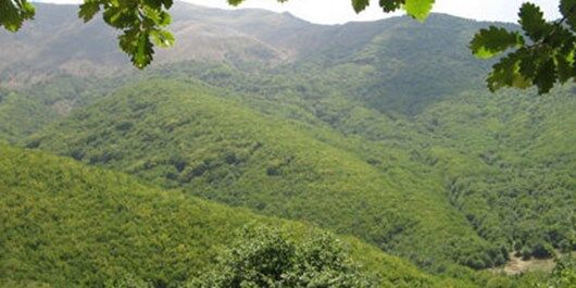 اختصاص اعتبار ۳ میلیارد و ۲۰۰ میلیون تومانی برای مبارزه با آفت جوانه خوار بلوط جنگل های سردشت