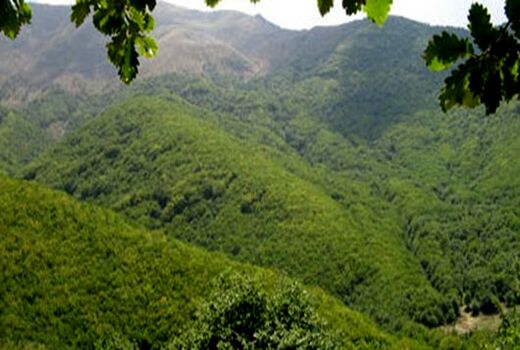 اختصاص اعتبار ۳ میلیارد و ۲۰۰ میلیون تومانی برای مبارزه با آفت جوانه خوار بلوط جنگل های سردشت