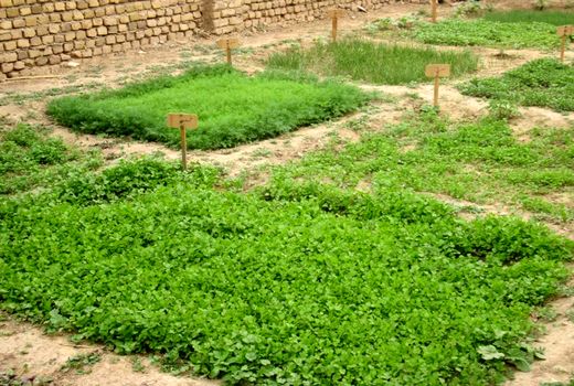 ترویج باغچه سلامت خانگی در خرمشهر