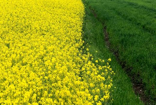 افزایش تولید گلرنگ و کلزا در زنجان 