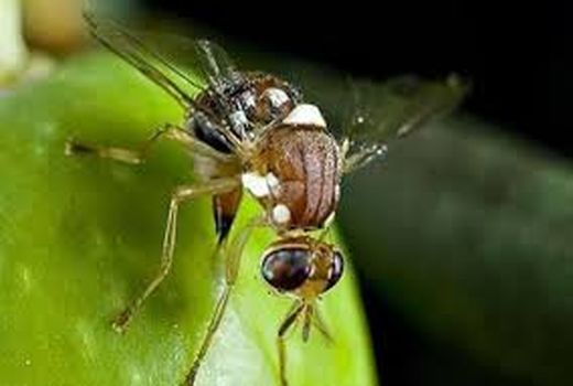 مبارزه با آفت مگس میوه مدیترانه‌ای در باغات میوه شمیرانات