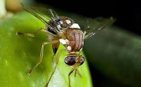 مبارزه با آفت مگس میوه مدیترانه‌ای در باغات میوه شمیرانات