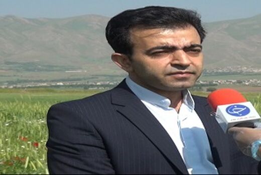 کشت ماشک در ۸۰۶ هکتار از اراضی کشاورزی کردستان