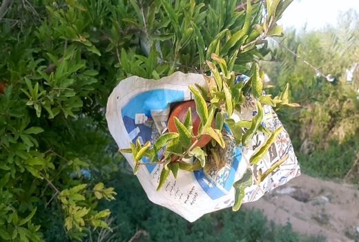 جلوگیری از آفتاب سوختگی انار در خور وبیابانک