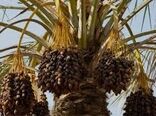 پیش‌بینی‌ افزایش‌ ۱۵ درصدی تولید خرما در خرمشهر