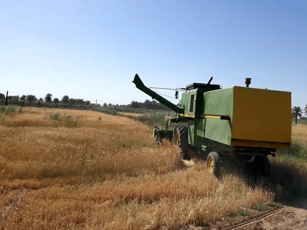 راهبرد افزایش قیمت خرید تضمینی گندم مشوق تولید پایدار