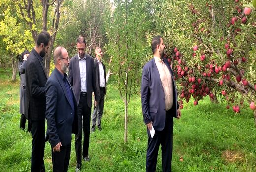 آغاز برداشت خوش عطرترین سیب آذربایجان شرقی از باغات شهر زنوز