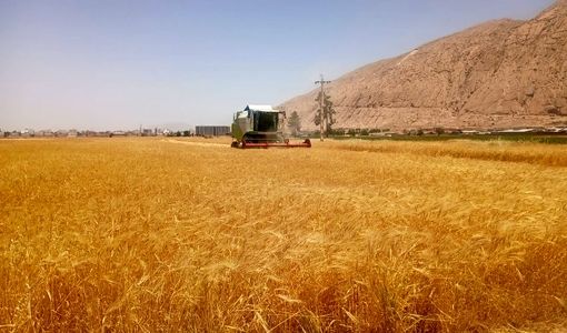 آغاز عملیات برداشت جو در شهرستان زرقان