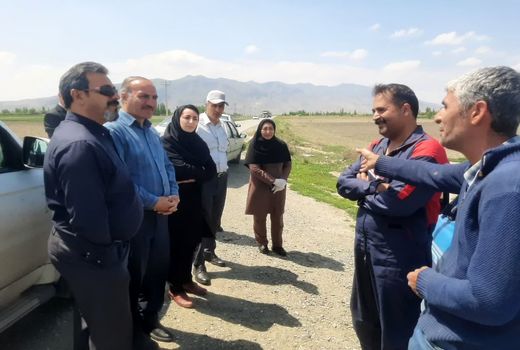 بازدید معاون سازمان حفظ نباتات کشور از مزارع گندم ارومیه با هدف بررسی وضعیت آفات